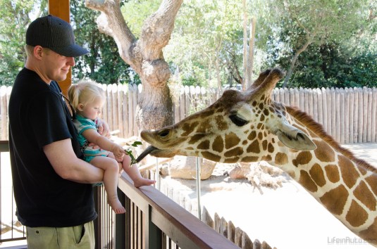 Feeding the Giraffe.
